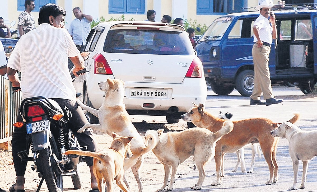 BBMP launches helpline number to curb dog bites